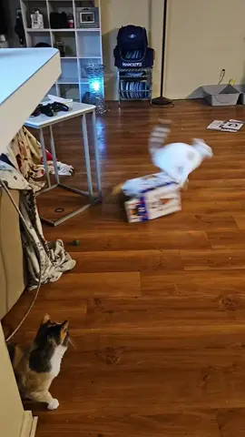 been trying to catch this and I finally got it lol and no she didn't jump out the window#fyp #foryoupage #crazycats