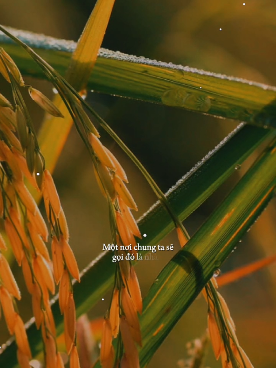 Phần 336 / Một tình yêu không phai trường tồn đến mãi mãi... [ Tình Yêu Bất Diệt Al ] #tinhyeubatdiet  #nhacbuontamtrang  #tramcamxuc💔  #maucapcut  #tuyen 