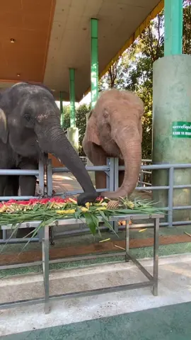 ဆင်စာဘူးဖေးကျွေး 🐘🐘🐘 #အောင်စည်သံစိန်ရွှေရတနာဆိုင်ကြီး #နေပြည်တော်SinmaLivingMallမြေညီထပ် #10millionviews #tiktok_myanmar #naypyitaw  @Aung Si Than Gold and Jewelry  @Aung Si Than Gold and Jewelry  @Aung Si Than Gold and Jewelry 