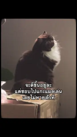 แผลเก่า