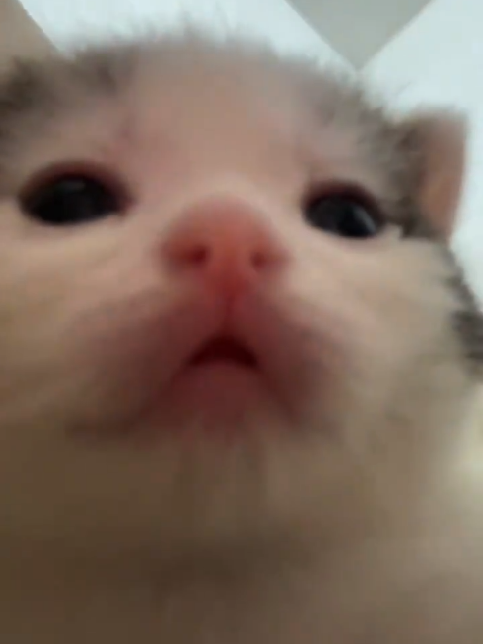 So cute #cutecat #pet #kucing #kitty #funny 