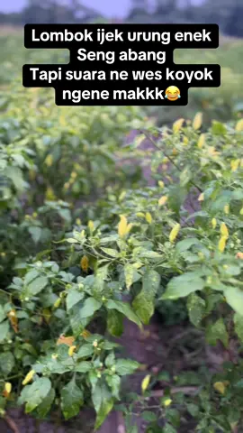 Bismillah dadi eses merah karo keng biru😇 #petaniindonesia🇮🇩🇮🇩🇮🇩🌿🌿 #petanicabai #petanilombok #kediri24jam 