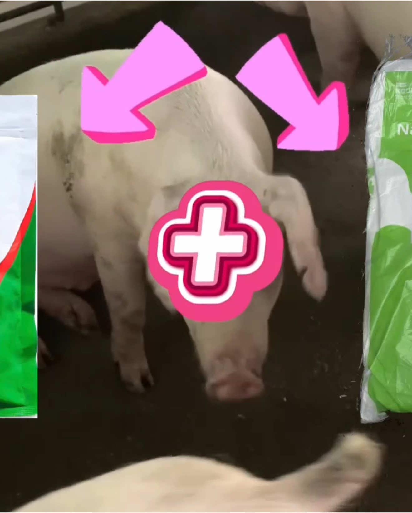 Giải pháp xử li Hô Hấp Hiệu Quả #BSTY #channuoi #MVTHN 