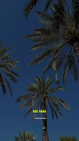 ngaji gus baha #CapCut #fypage #ngaji #gusbaha #ngajibareng 