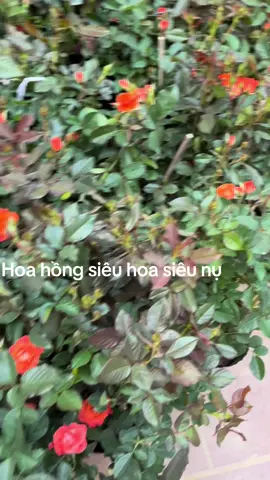 🌹 HOA HỒNG TỶ MUỘI – ĐẸP RỰC RỠ, DỄ CHĂM 🌹 💥 Chỉ 120.000đ / 1 chậu 💥 ✔️ Hoa nở quanh năm, bông sai, màu sắc rực rỡ ✔️ Cây khỏe, dễ sống – phù hợp ban công, sân vườn ✔️ Ý nghĩa: sum vầy – tài lộc – may mắn 📏 Chậu to, cây đang sung sức, có nụ sẵn 🎁 Mua về trưng Tết, làm quà biếu đều sang#hoahong 