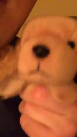 When your dog's name is Scooby... 😁😁😂 @(inspired by @aarondoh)