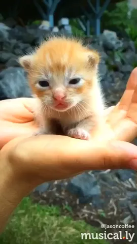 What would you name her? 😍😻  #cute 📸 follow me 👉 Instagram: jasoncoffee 👈 #Repost #Pets #cat #kitten 